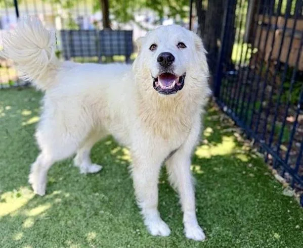 An adult large-sized male Great Pyrenees dog named Rascal for adoption in Saint Louis, MO