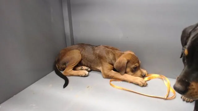A baby small-sized male Rottweiler dog named Rufus for adoption in Downey, CA