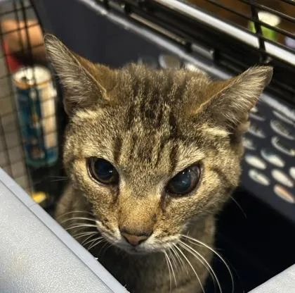 An adult medium-sized male Domestic Short Hair cat named Leeda for adoption in West Chester, PA