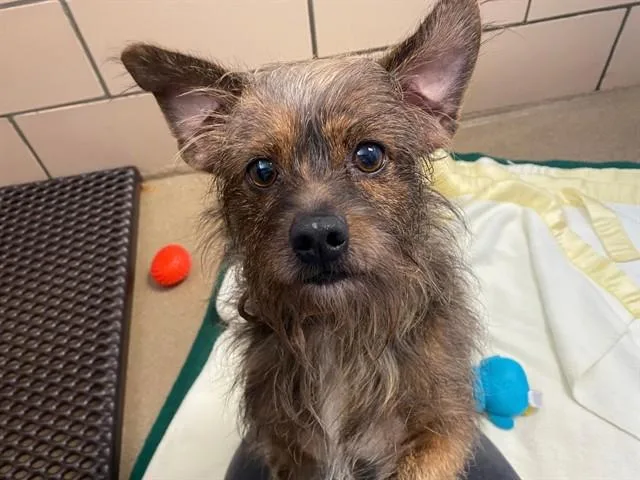 An adult small-sized male Yorkshire Terrier dog named Big Dawg for adoption in Fort Wayne, IN