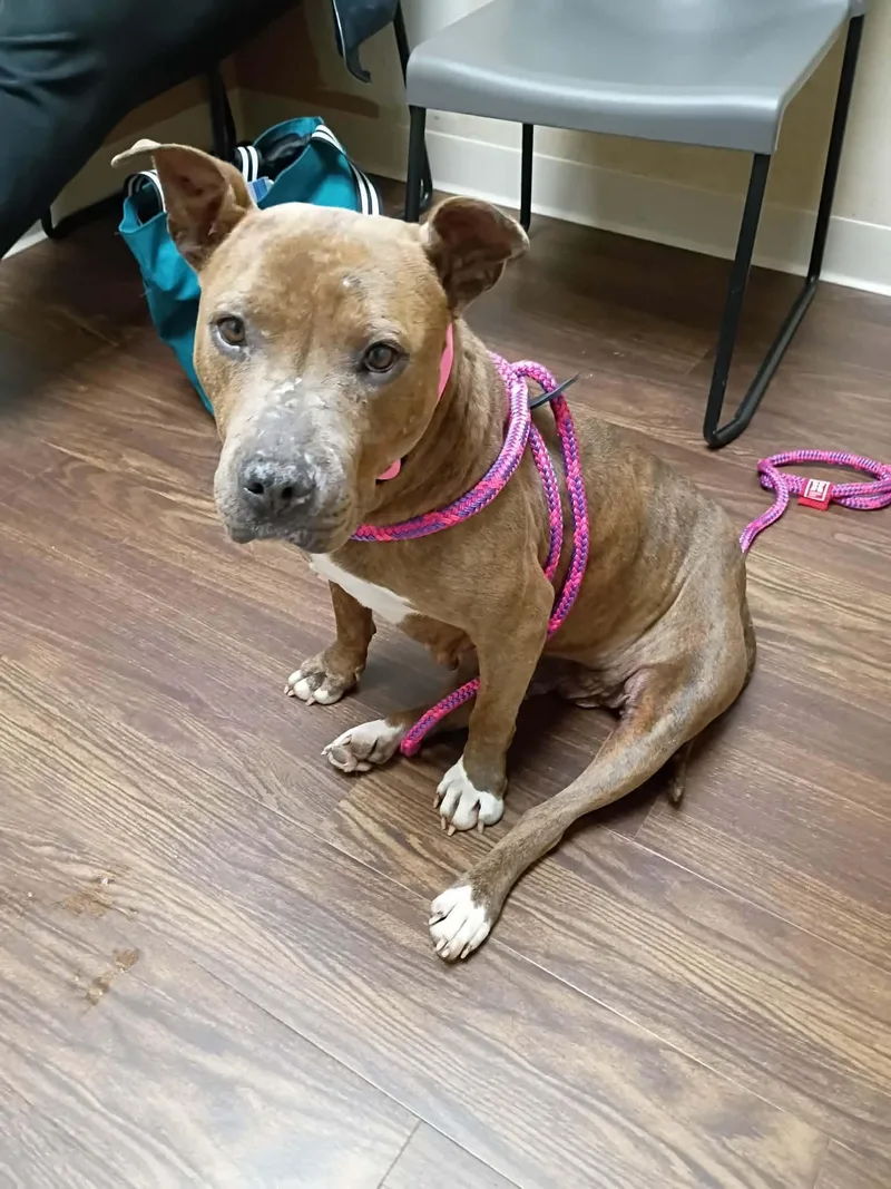 An adult medium-sized female Brindle Pit Bull Terrier dog named Baby Girl for adoption in Vernon Hills, IL