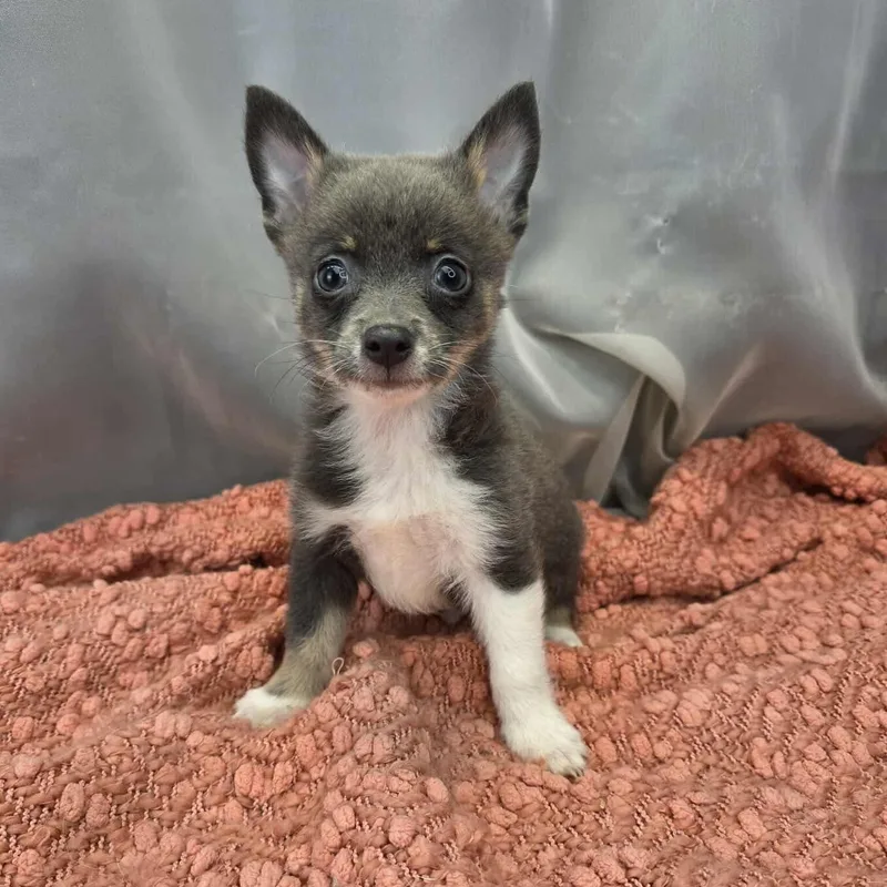 A baby small-sized male Chihuahua dog named Buford for adoption in Foley, AL