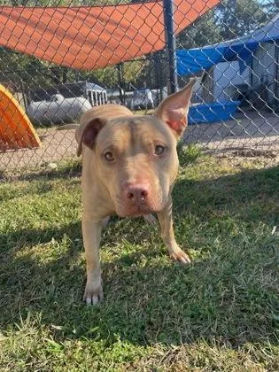 An adult medium-sized male Mixed Breed dog named Atlas for adoption in Batavia, OH