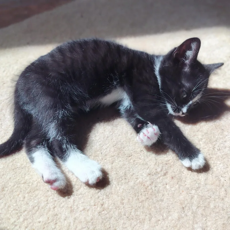 A baby medium-sized male Domestic Medium Hair cat named Jam for adoption in Charlotte, NC