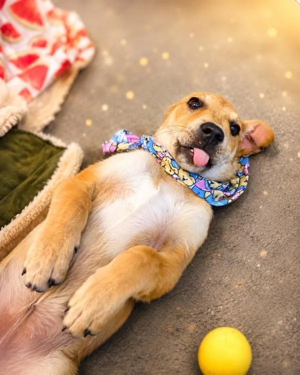 A baby small-sized female Terrier dog named Scarlett for adoption in Lafayette, LA