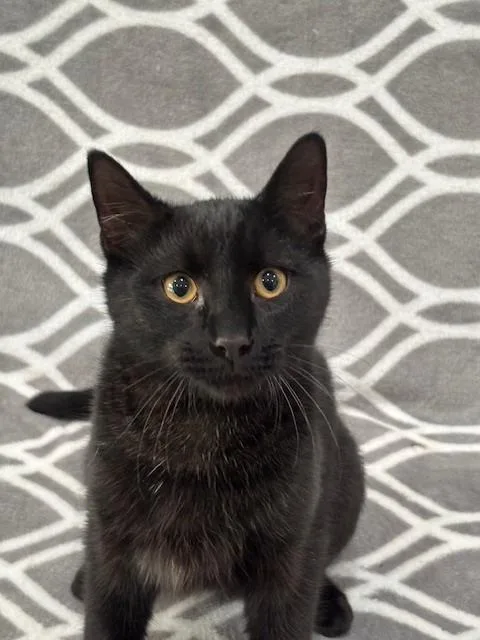 A baby small-sized male Domestic Short Hair cat named Levi for adoption in Warrenton, NC