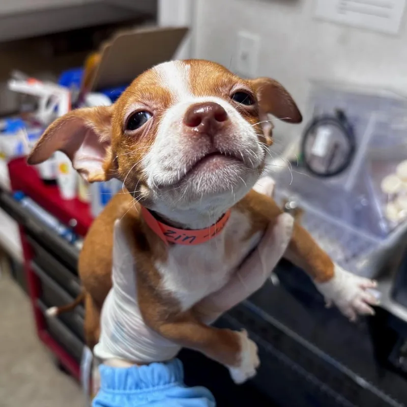 A baby small-sized male Red / Chestnut / Orange Chihuahua dog named Zin for adoption in Belleville, IL