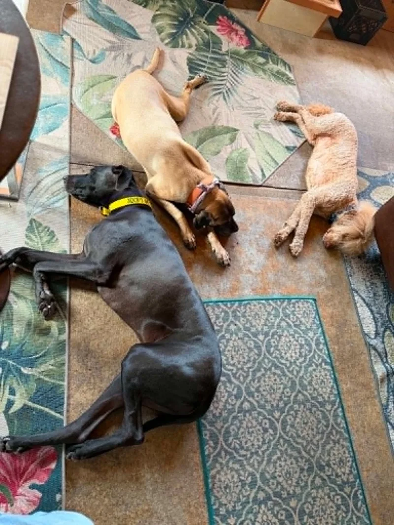 An adult extra large-sized male Great Dane dog named Kaiser for adoption in Pensacola, FL