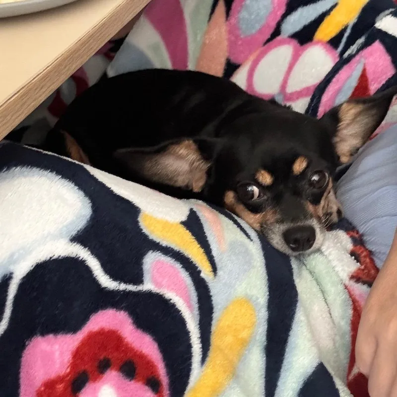 An adult small-sized female Black Chihuahua dog named Posey for adoption in Pittsburg, KS