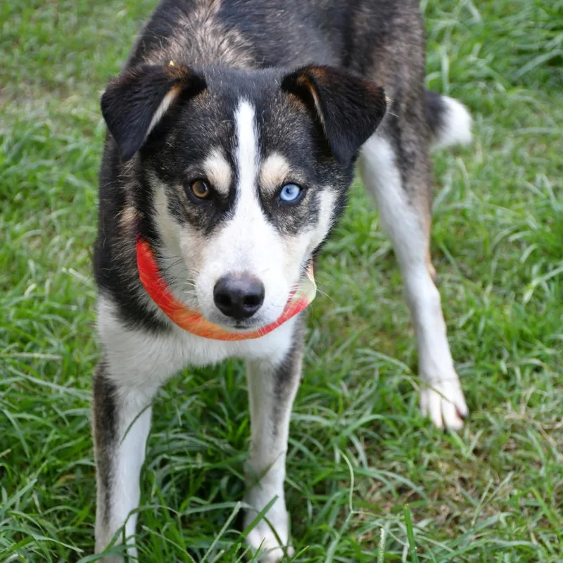 An adult medium-sized male Black Husky dog named Scrub Daddy for adoption in Beaumont, TX