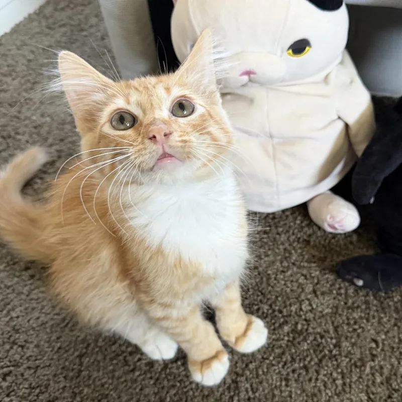 A baby small-sized male Orange / Red Domestic Medium Hair cat named Aki for adoption in Costa Mesa, CA