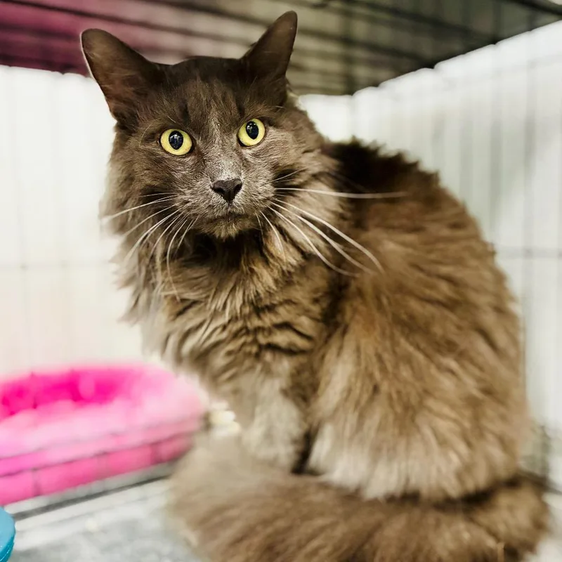 An adult small-sized male Gray / Blue / Silver Domestic Long Hair cat named Bamsi for adoption in Lebanon, MO