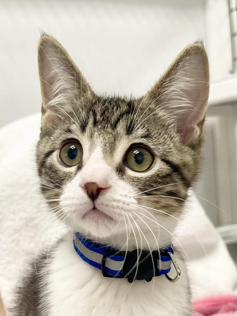 A baby small-sized male Tabby (Gray / Blue / Silver) Domestic Short Hair cat named Leonardo Riley Fuzzel for adoption in Spring, TX