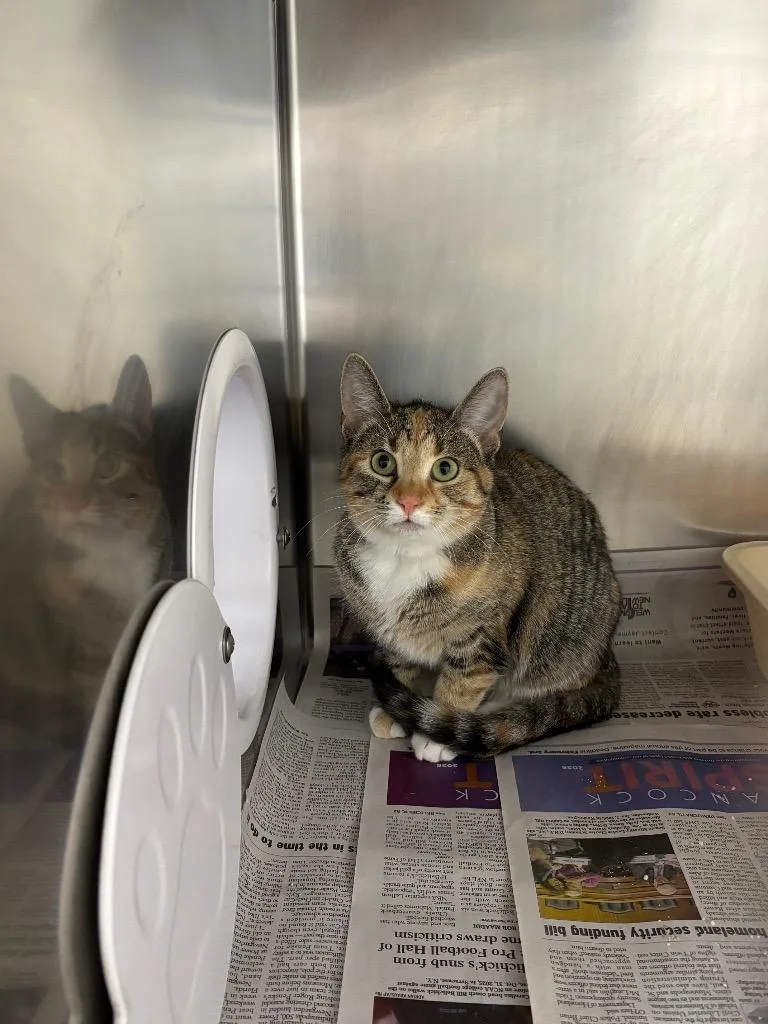 A baby medium-sized female Domestic Short Hair cat named Pancake for adoption in Findlay, OH