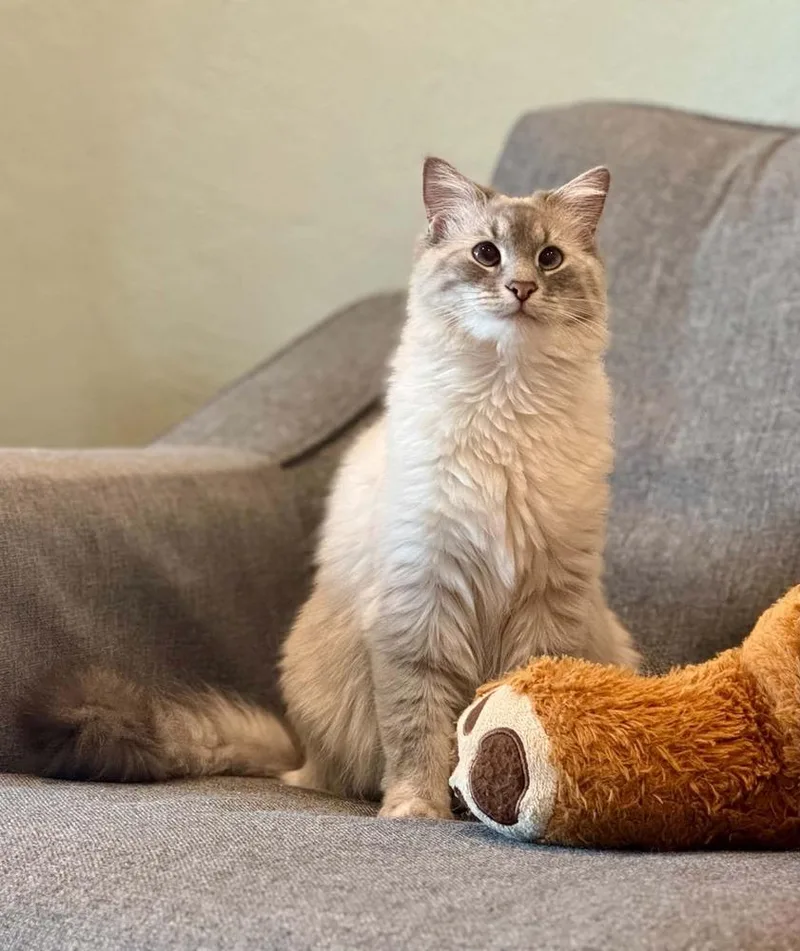 An adult medium-sized female White Balinese cat named Princess for adoption in Metamora, IL