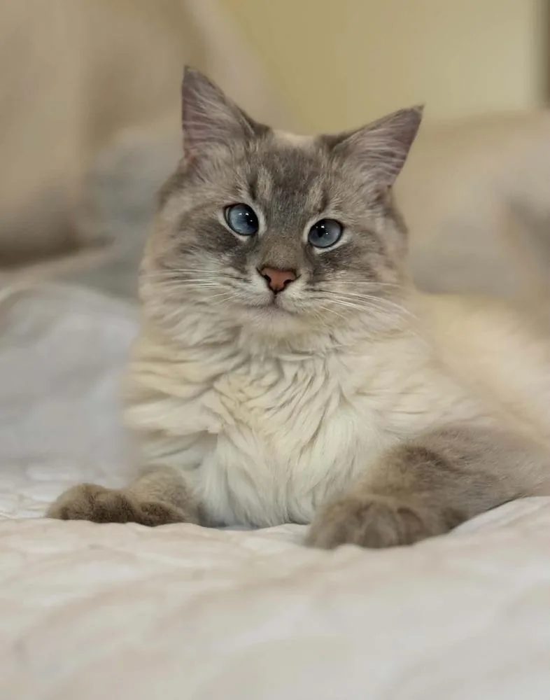 Princess thumbnail 3
