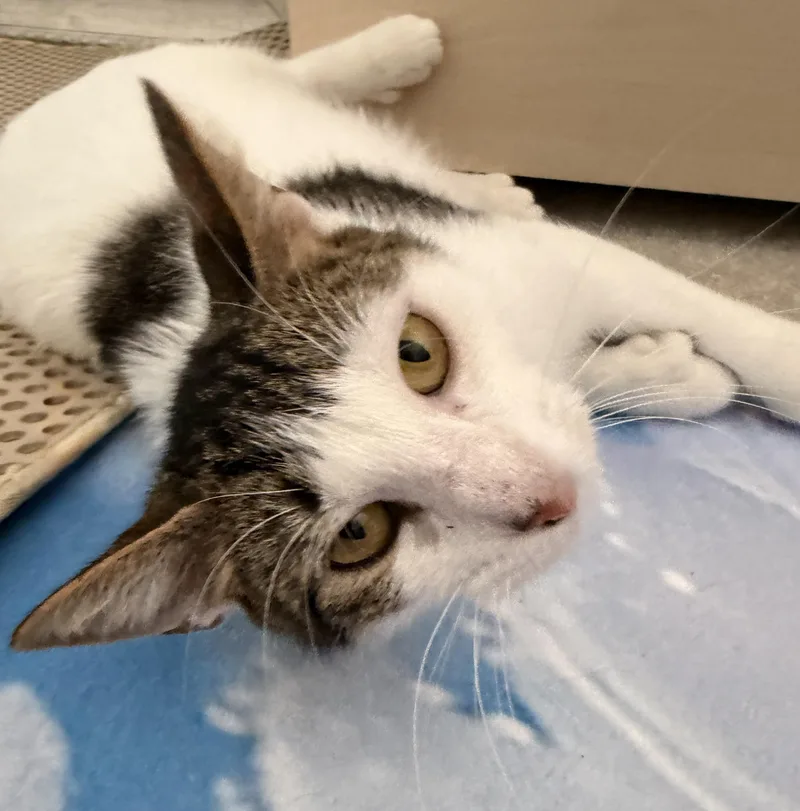 Polly Peeps: Extra Toes