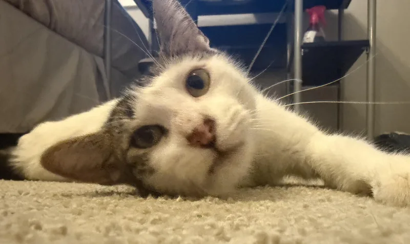Polly Peeps: Extra Toes thumbnail 2