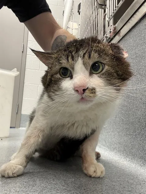 An adult medium-sized male Domestic Short Hair cat named Paw for adoption in Indianapolis, IN