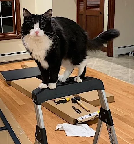 A senior medium-sized female Black & White / Tuxedo Domestic Medium Hair cat named Rosey for adoption in Amherst, MA