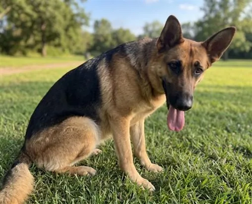 A young large-sized female German Shepherd Dog dog named Flora for adoption in San Pedro, CA