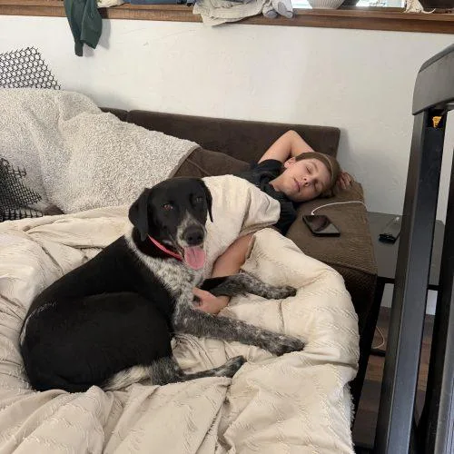 A young medium-sized female Bicolor German Shorthaired Pointer dog named Lainey for adoption in Visalia, CA