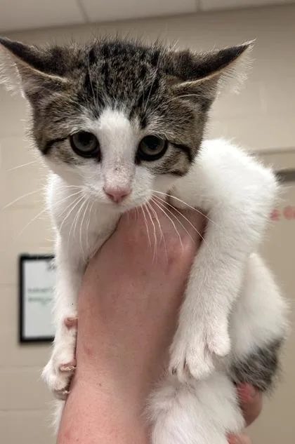 A baby small-sized male Domestic Short Hair cat named Ben for adoption in Fishers, IN