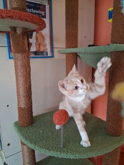 A baby small-sized male Domestic Short Hair cat named Ford F for adoption in Scottsbluff, NE