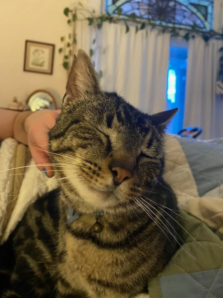 An adult large-sized male Tabby (Brown / Chocolate) Domestic Short Hair cat named Zeus for adoption in Pittsburgh, PA