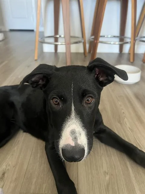 A young medium-sized female Labrador Retriever dog named Jo for adoption in San Antonio, TX