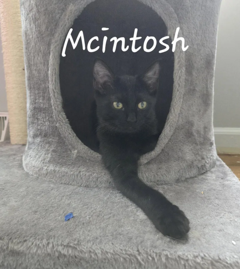 A baby medium-sized male Black Domestic Short Hair cat named McIntosh for adoption in Wheaton, IL