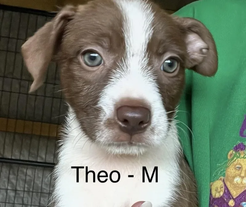 Theo