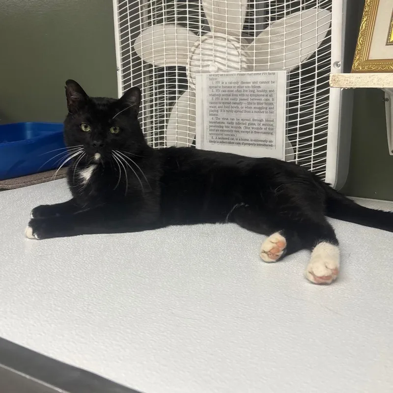 An adult large-sized male Black Domestic Short Hair cat named Abaddon for adoption in Canastota, NY
