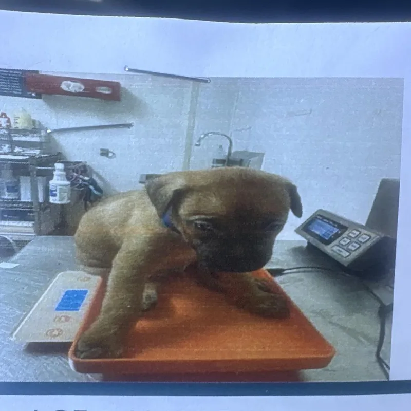 A baby large-sized male Cane Corso dog named Baked Bean for adoption in Reno, NV