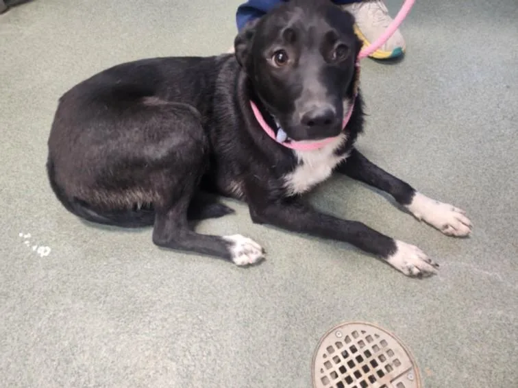 A young medium-sized female Mixed Breed dog named A for adoption in Santa Fe, NM