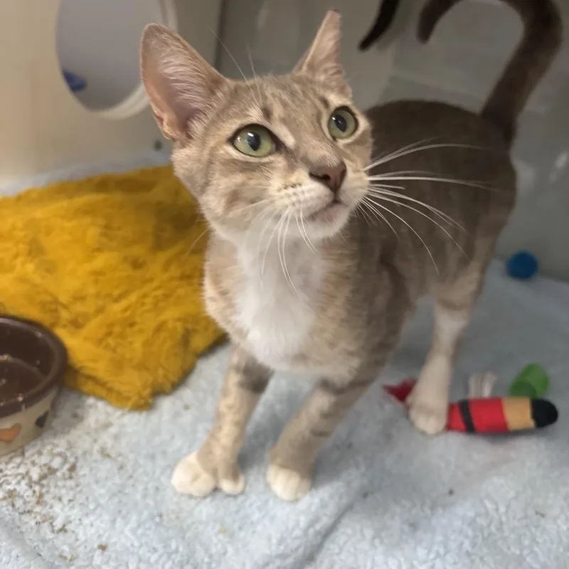 A young medium-sized female Gray / Blue / Silver Domestic Short Hair cat named Goldberry for adoption in Jupiter, FL