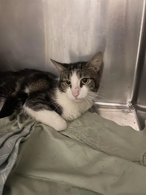 A young medium-sized male Domestic Short Hair cat named James for adoption in Bakersfield, CA