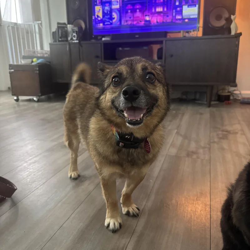 An adult small-sized male Brown / Chocolate Pug dog named Goblin aka GoGo for adoption in los angeles, CA