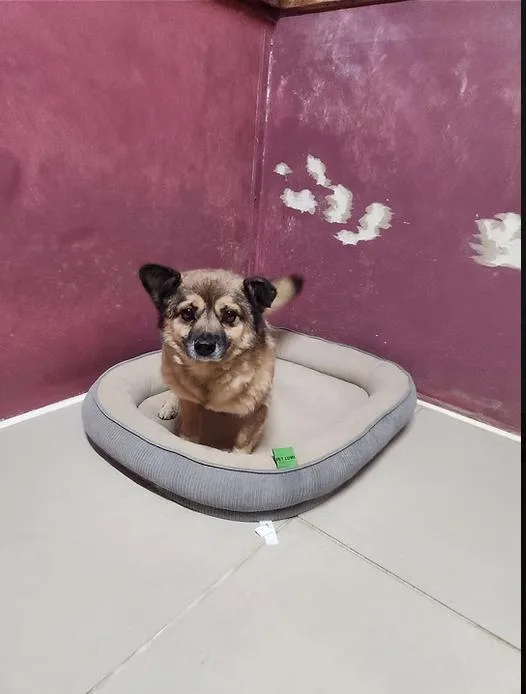 Goblin aka GoGo thumbnail 3