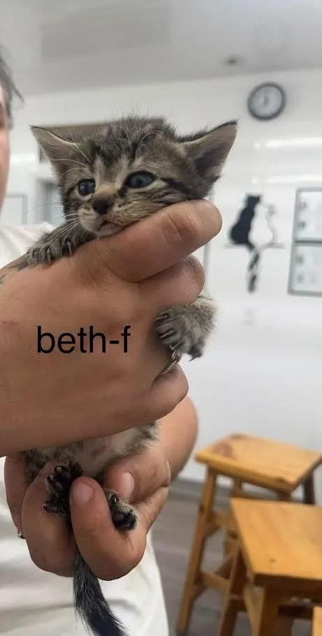 A baby large-sized female Domestic Short Hair cat named Beth for adoption in Glenfield, NY