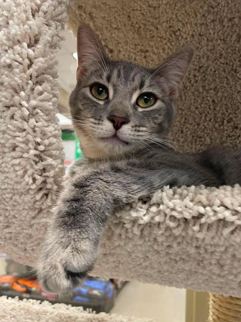 A baby medium-sized female Tabby (Gray / Blue / Silver) Domestic Short Hair cat named Lily for adoption in Rochester, NY