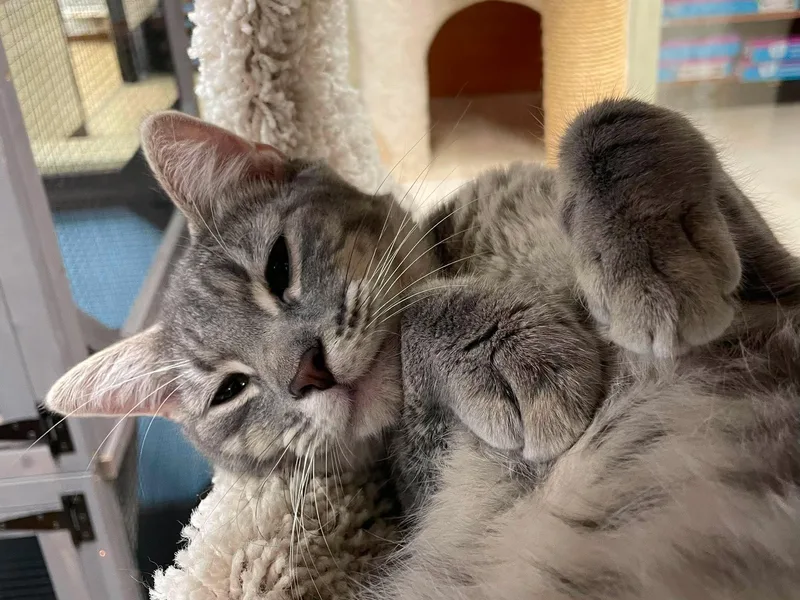 Lily thumbnail 3