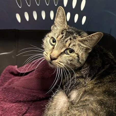 An adult medium-sized female Brown / Chocolate Domestic Short Hair cat named Interplanet Janet for adoption in Port Townsend, WA