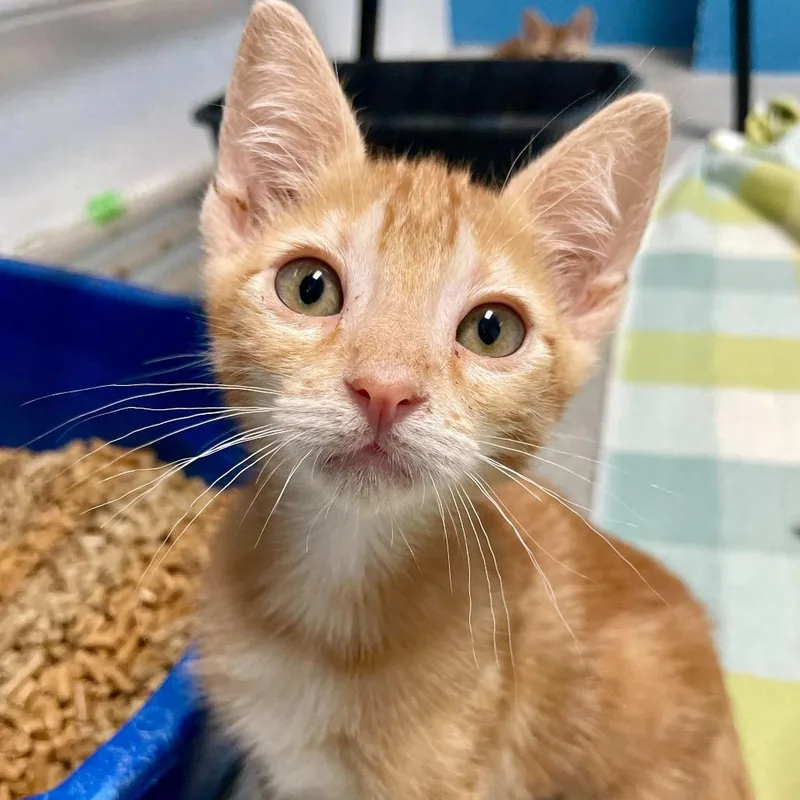A baby small-sized male Orange / Red Domestic Short Hair cat named Myrtleleaved Orange for adoption in Carencro, LA