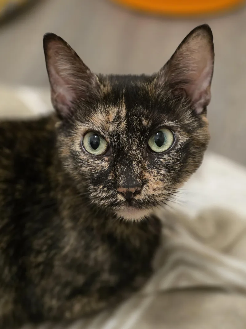 A young medium-sized female Tortoiseshell cat named Indra for adoption in Johnson City, TN