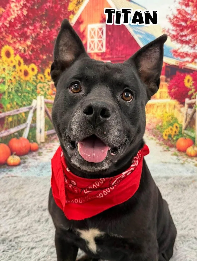 An adult large-sized male Black Mixed Breed dog named Titan for adoption in Flint, MI
