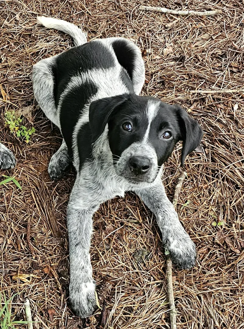 A baby medium-sized female Cattle Dog dog named Thelma for adoption in McDonough, GA