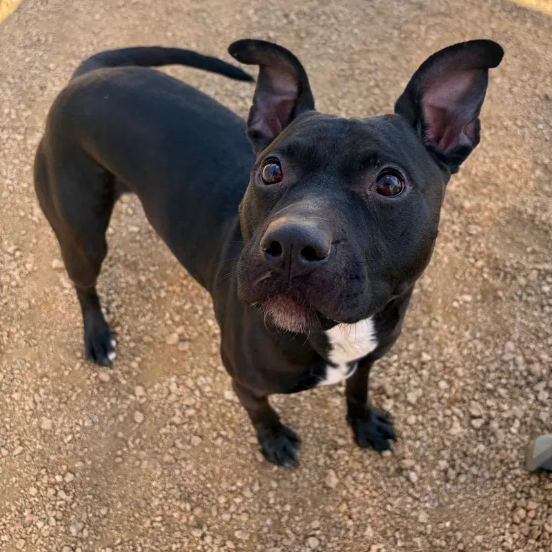 An adult medium-sized female Mixed Breed dog named Noodle KCAC . for adoption in Kerrville, TX