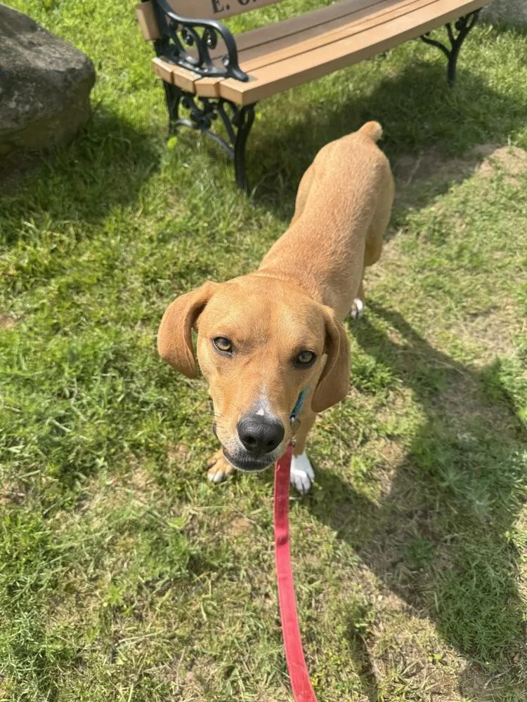 A young large-sized male Brown / Chocolate Coonhound dog named Coach Kerr for adoption in Kalamazoo, MI