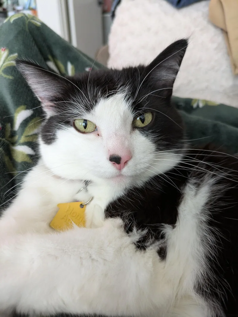 An adult medium-sized female Black & White / Tuxedo Domestic Medium Hair cat named SAUVIE Offered for adoption in Hillsboro, OR